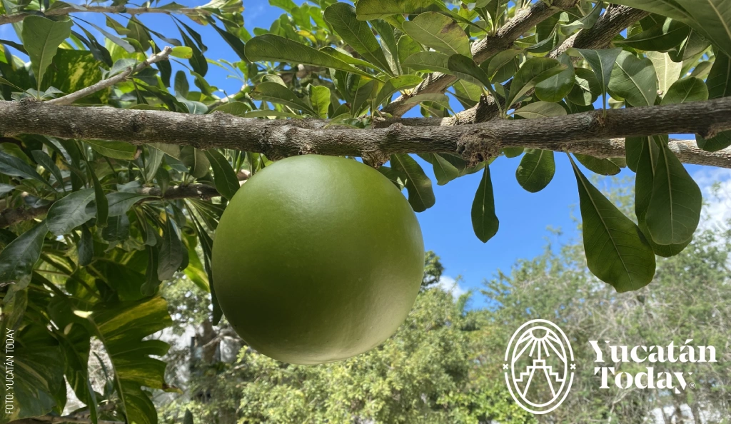 2403 Jicara en Arbol Yucatan today