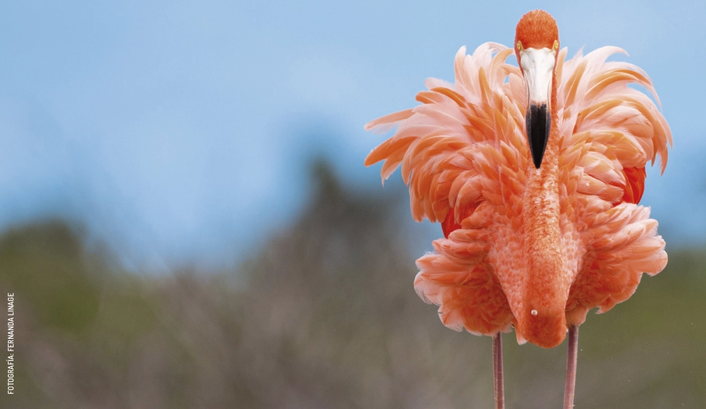 2403 Portada Marzo Dejate llevar por Yucatan by Fernanda Linage