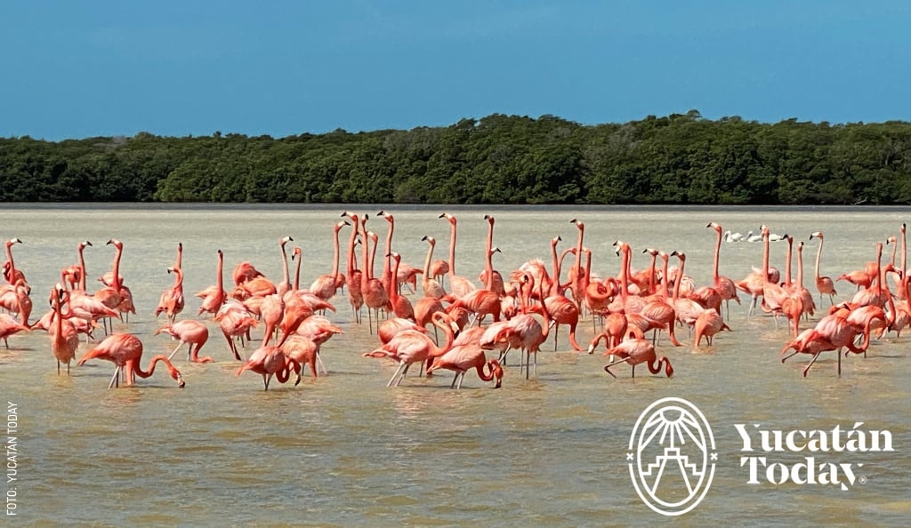 2404 Celestun Flamingos by andrea myt