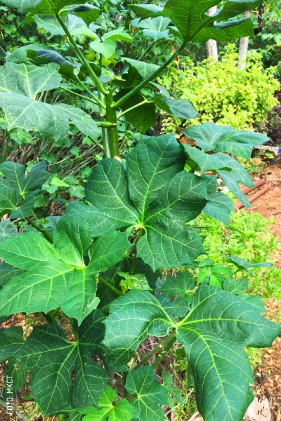 2404 Destino Mio Chaya by MKCT