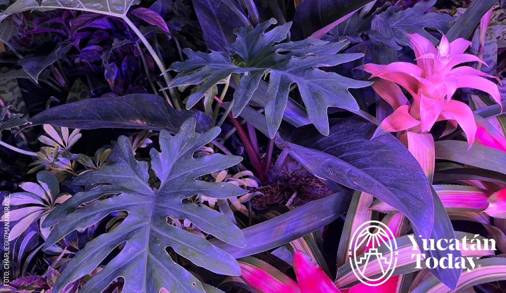 2404 Paseo de las Flores Mosntera by Charlie G