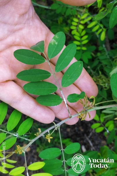 2405 Añil plantas yucatecas endemicas para el azul maya by atnavarrete