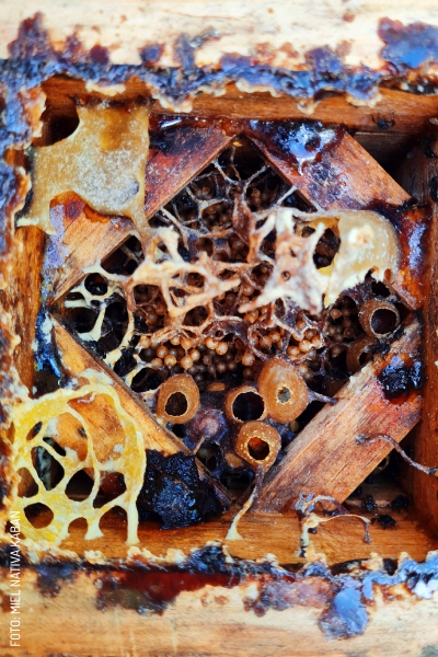 2405 Colmena de miel nativa