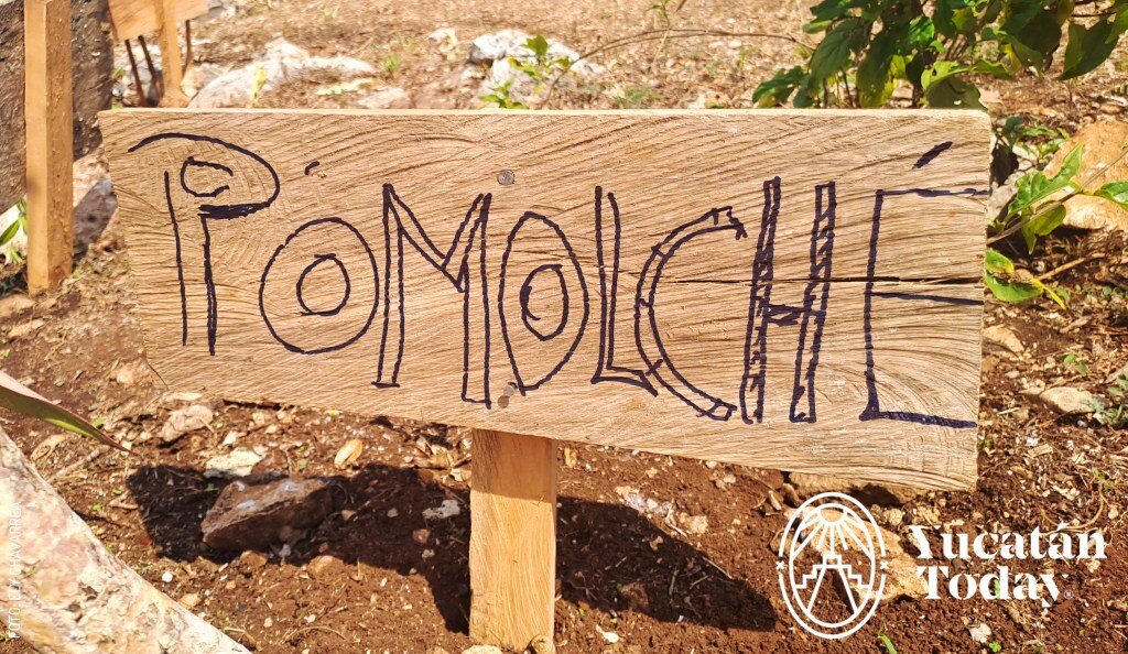 2406 Hierbas medicinales, gel, tinturas para Hueseros y Sobadores por Ely Chavarrea (1)