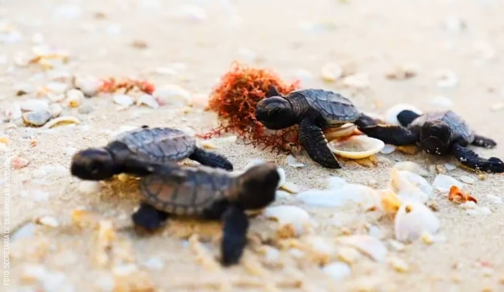 Cómo Ayudar A Las Tortugas Marinas De Las Playas De Yucatán