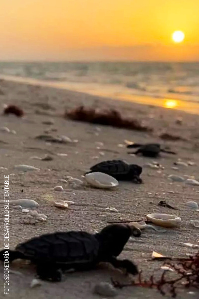 2407 Tortugas Marinas by SECRETARÍA DE DESARROLLO SUSTENTABLE (2)