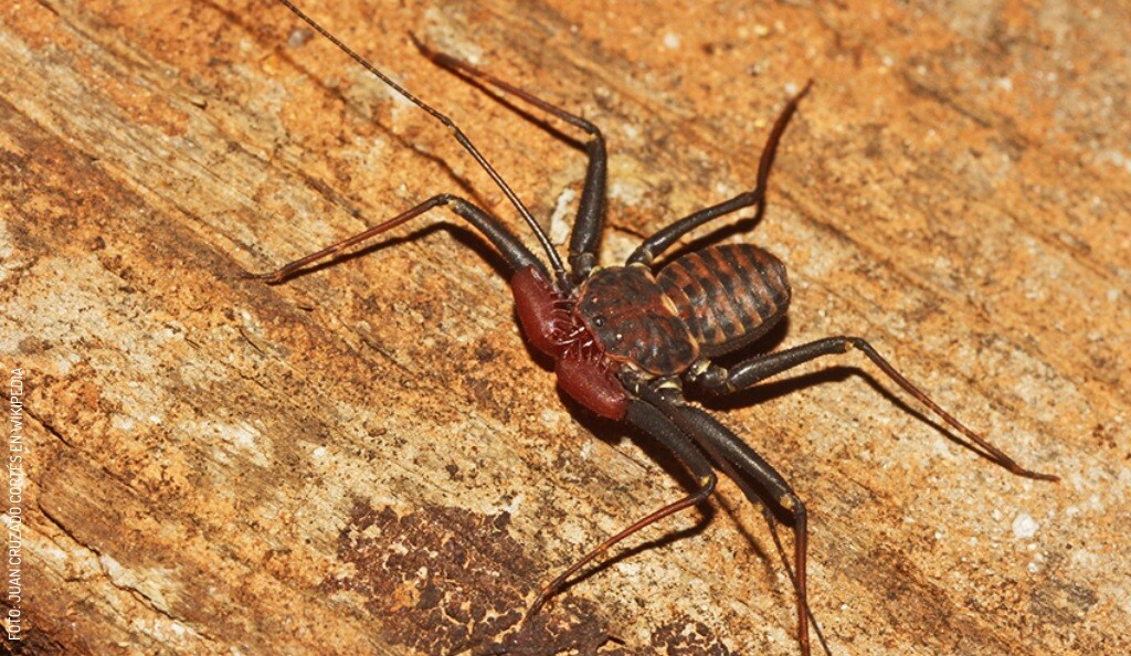 2408 Araña latigo by Juan Cruzado Cortés en Wikipedia