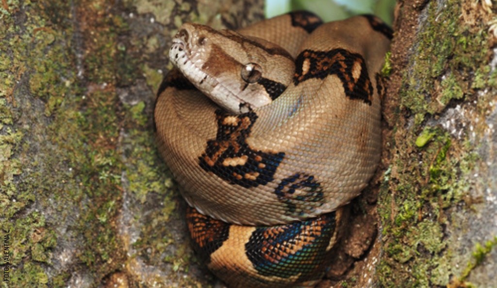2408 Boa Imperator by Valentina L. slogo