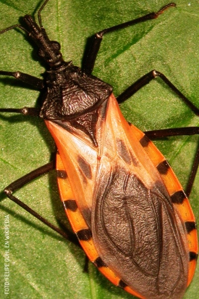 2408 Chinche Besucona Piik by Felipe Guhl en Wikipedia