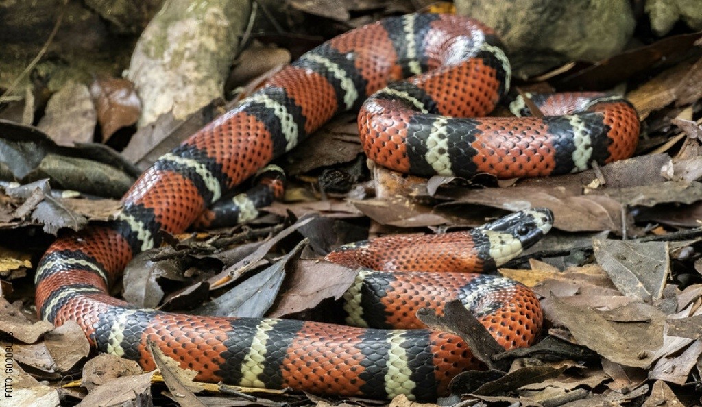 2408 Falsa coralillo by goodbugs SLOGO