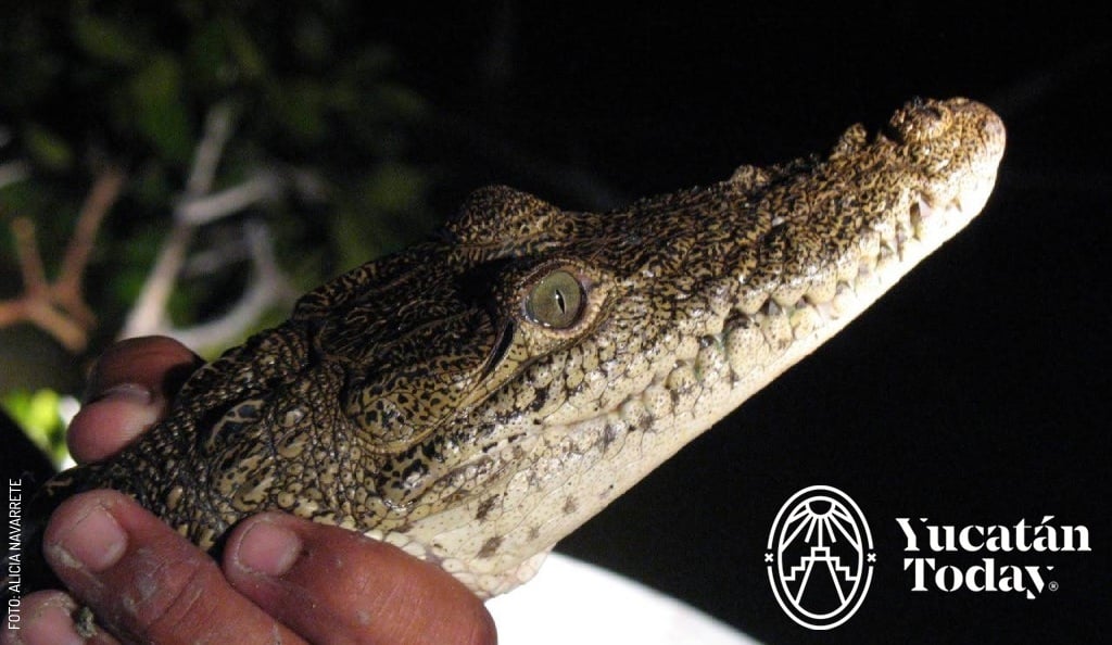 2408 Río Lagartos Tour Nocturno Río Lagartos Cocodrilo by Alicia Navarrete