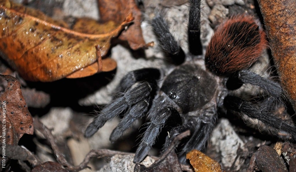 2408 Tarantula Yucateca by Maximilian Paradiz en Wikipedia