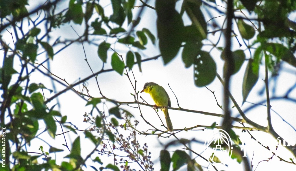 2501 Birding Trail Avistamiento de Aves by Alicia Navarrete