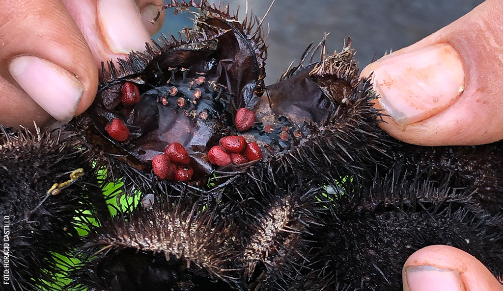 Achiote-Yucateco-by-Horacio-Castillo