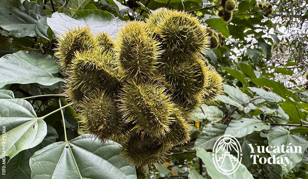 Achiote-arbol-by-Andrea-Mier-y-Teran