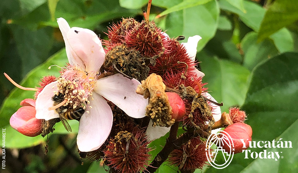 Achiote-en-flor-abeja-arbol-by-Horacio-Castillo