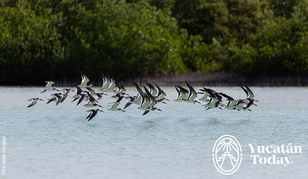 Ave pajaro-rayador-americano-o-pico-de-tijera-rynchops-by-Diana-Villordo