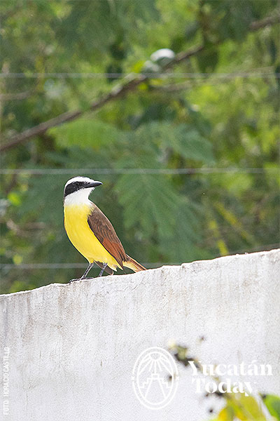 Aves-Yucatan-Xtakay-Luis-Bienteveo-by-Horacio-Castillo