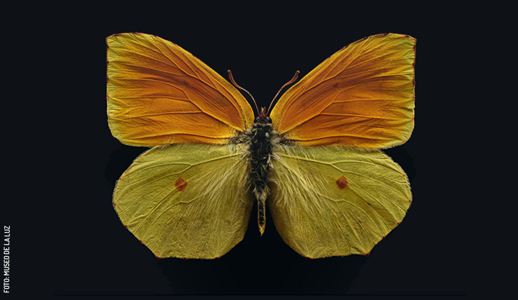 Azufrada-de-Madeira-por-Levon-Biss-para-Museo-de-la-Luz