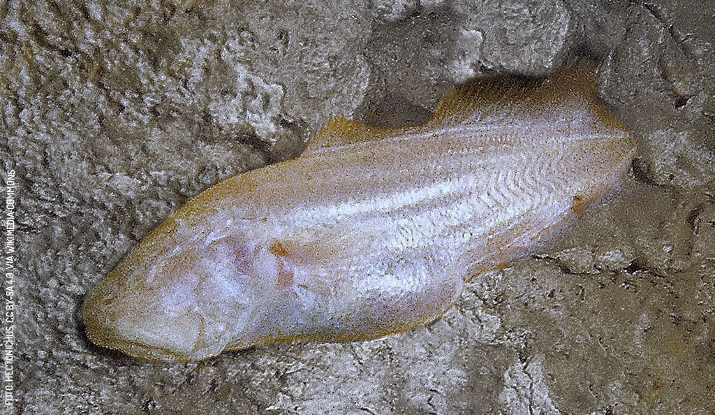 Blind-Brotula-by-Hectonichus-via-Wikimedia-Commons