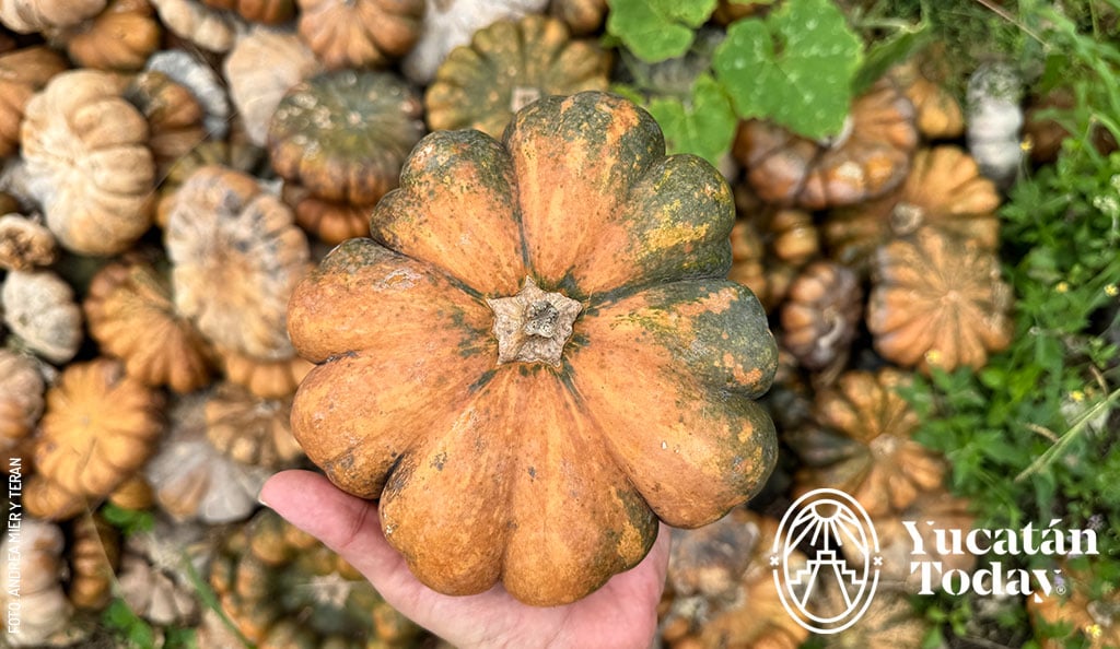 Calabaza-milpa-by-Andrea-Mier-y-Teran
