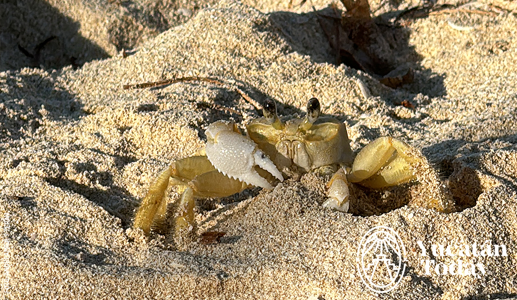 Cangrejo-Arena-by-Andrea-Mier-y-Teran