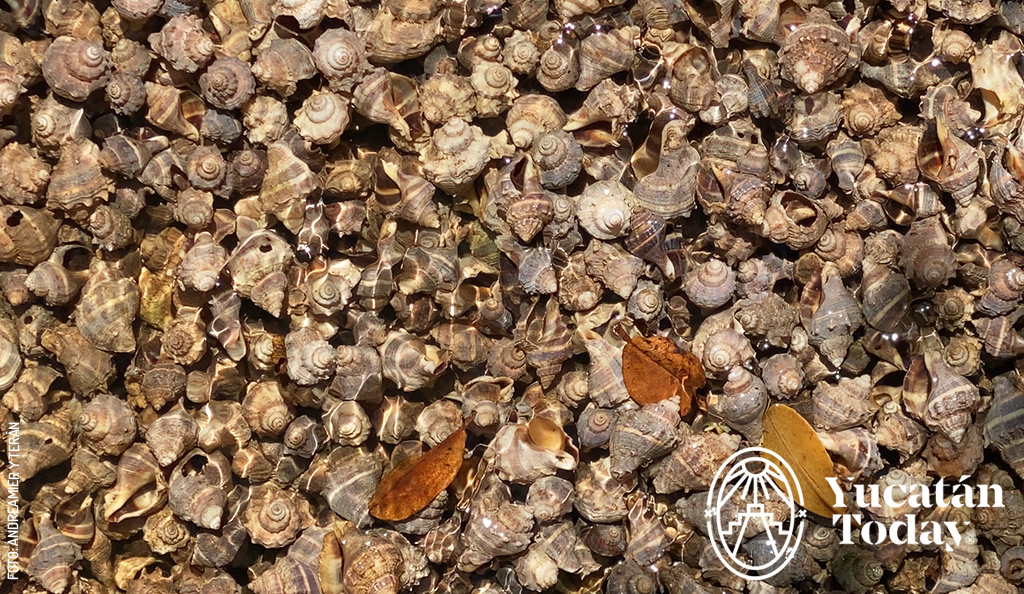 Caracol-Chivita-by-Andrea-Mier-y-Teran