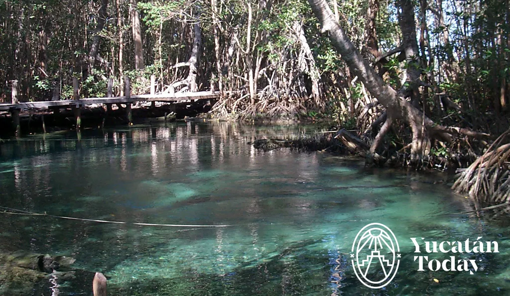 Ojo de agua natural en Celestún, Yucatán