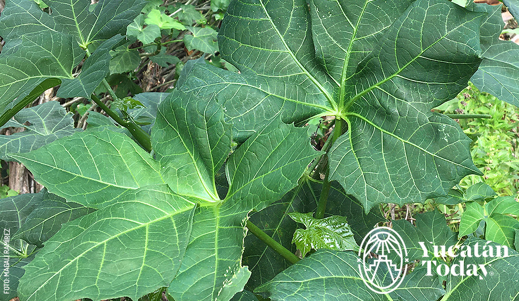 Chaya-hoja-mata-arbol-by-Magali-Ramirez