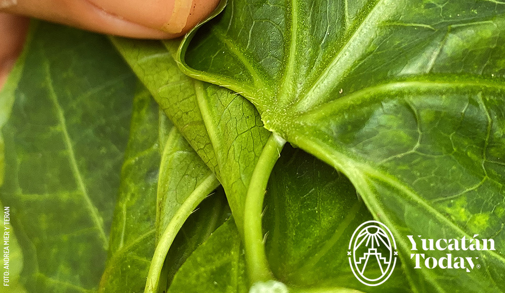 Chaya-hojas-espinas-pedir-permiso-by-Andrea-Mier-y-Teran