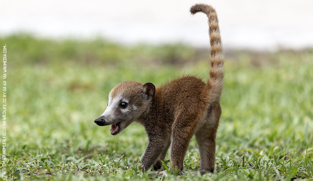 Coati-by-Chuck-Homler,-Focus-On-Wildlife-via-Wikimedia-Commons