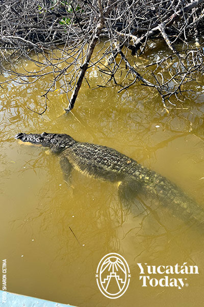Cocodrilo-lagarto-Rio-Lagartos-by-Sharon-Cetina