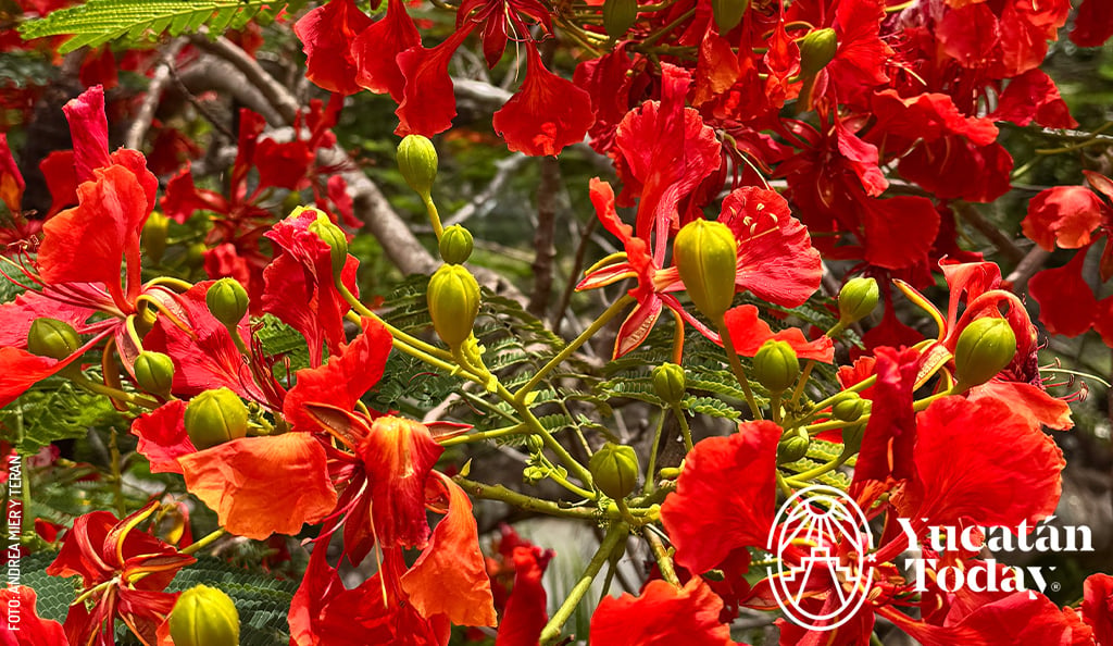 Flamboyan-arbol-rojo-by-Andrea-Mier-y-Teran