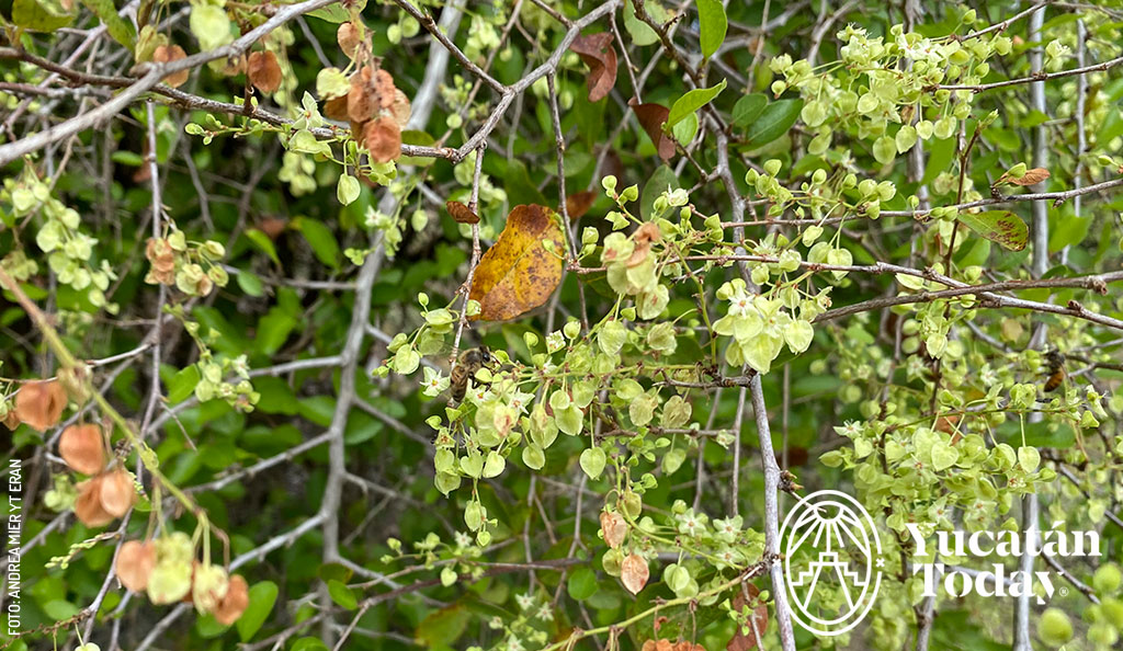 Flor-Dzidzilche-gymnopodium-floribundum-by-Andrea-Mier-y-Teran