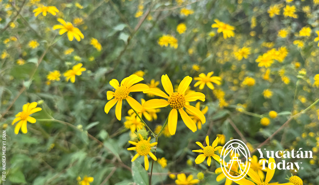 Flor-Tajonal-viguiera-dentata-by-Andrea-Mier-y-Teran