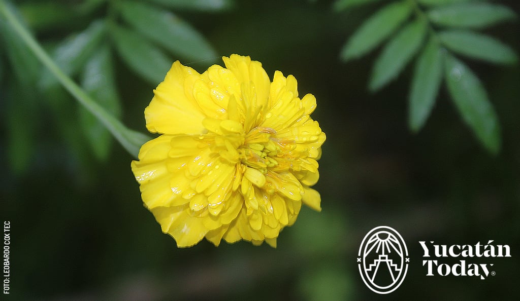 Flor-Xpujuk-amarilla-by-Leobardo-Cox-Tec