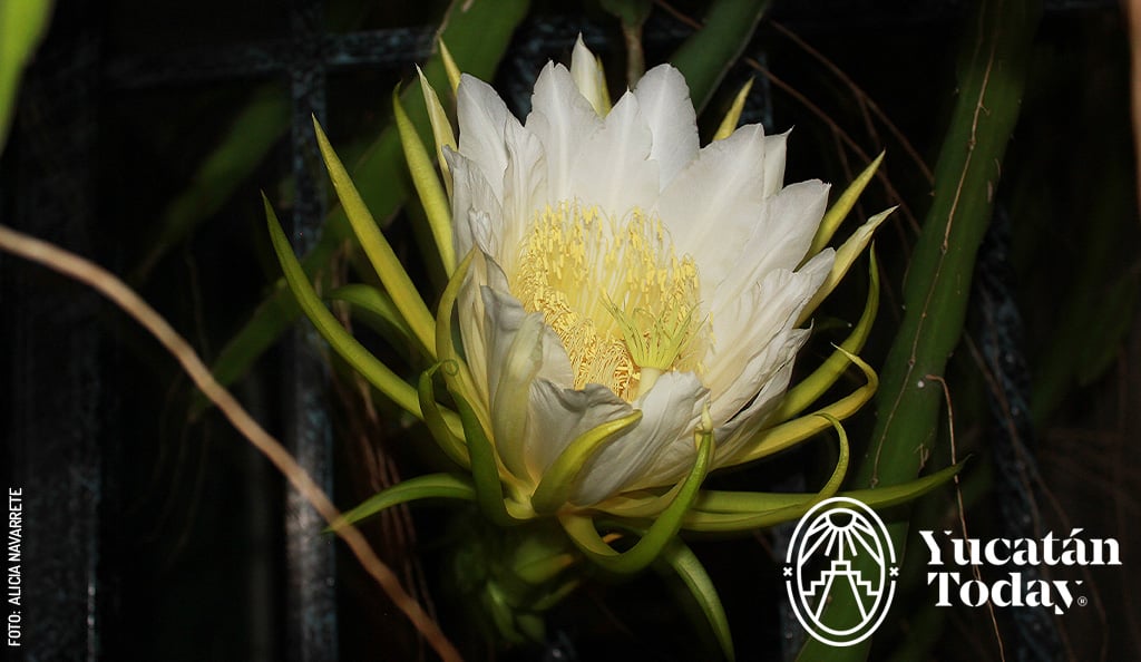 Flor-de-Pitahaya-reina-de-la-noche-by-Alicia-Navarrete