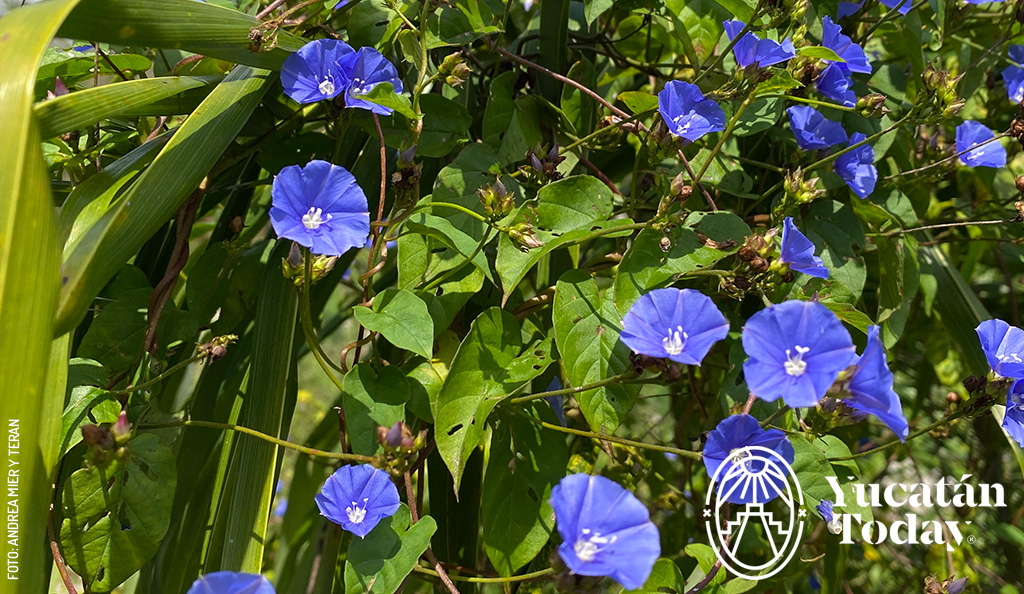 Flor-silvestre-Yucatan-campanilla-azul-ipomoea-tricolor-by-Andrea-Mier-y-Teran
