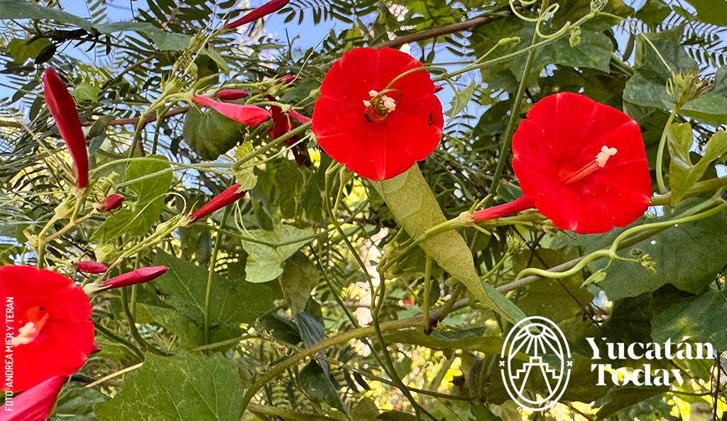 Flor-silvestre-Yucatan-fin-de-amor-ipomoea-quamoclit-by-Andrea-Mier-y-Teran