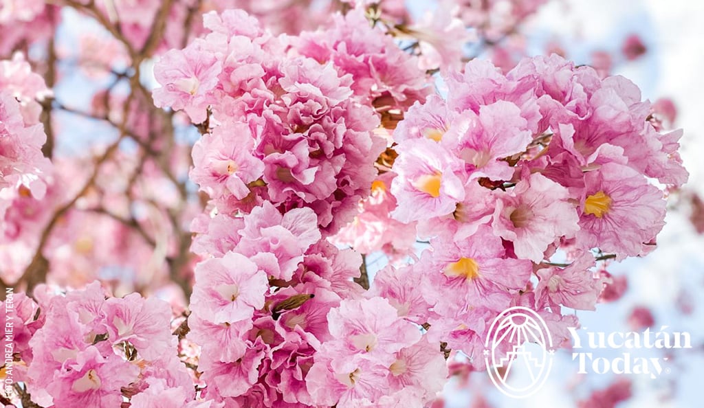 Flor-silvestre-Yucatan-makulis-tabebuia-rosea-by-Andrea-Mier-y-Teran