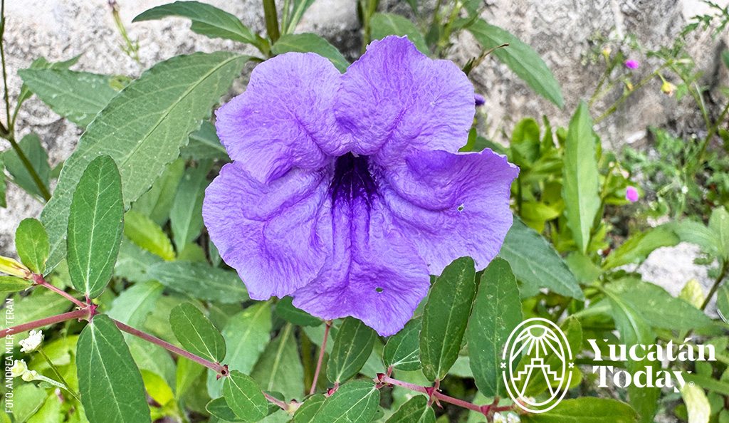 Flor-silvestre-Yucatan-maravilla-de-monte-ruellia-nudiflora-by-Andrea-Mier-y-Teran