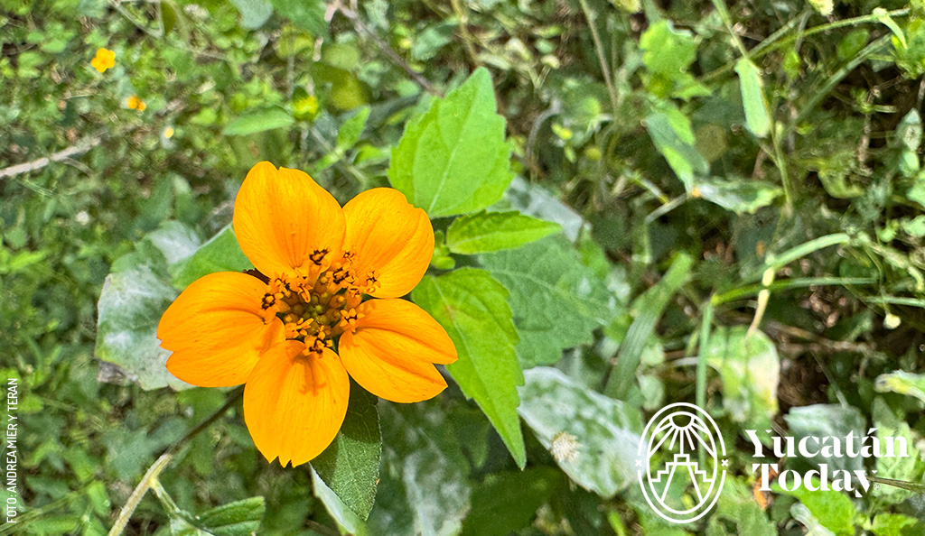 Flor-silvestre-Yucatan-tajonal-viguiera-dentata-by-Andrea-Mier-y-Teran