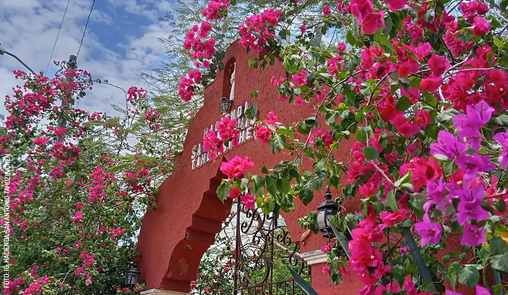 Hacienda-San-Antonio-Tahdzibichen-bugambilia by-Hacienda-San-Antonio-Tahdzibichen