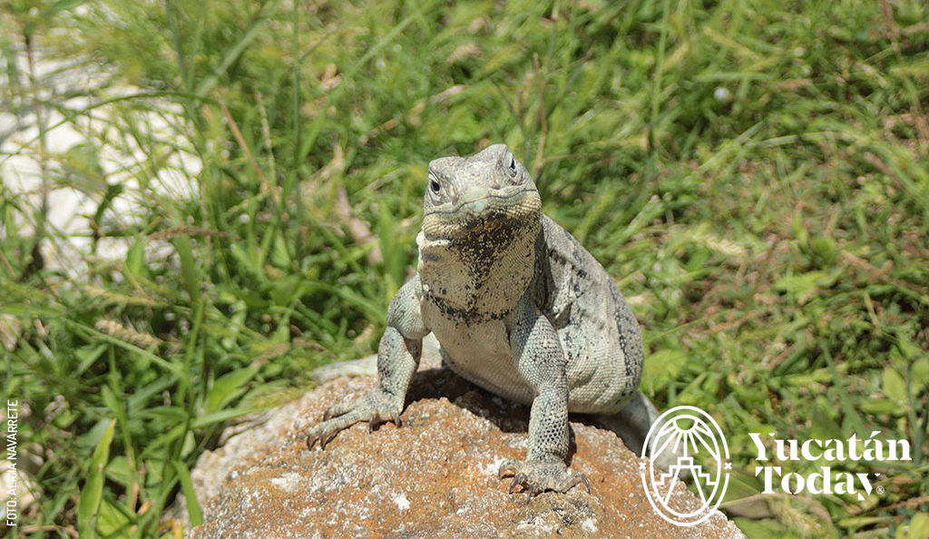 Iguana-rayada-Tolok-Juj-by-Alicia-Navarrete