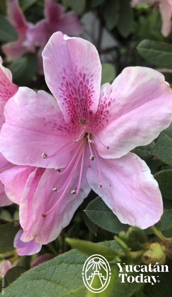 Pata de vaca, traditional maya medicine by Yucatan Today