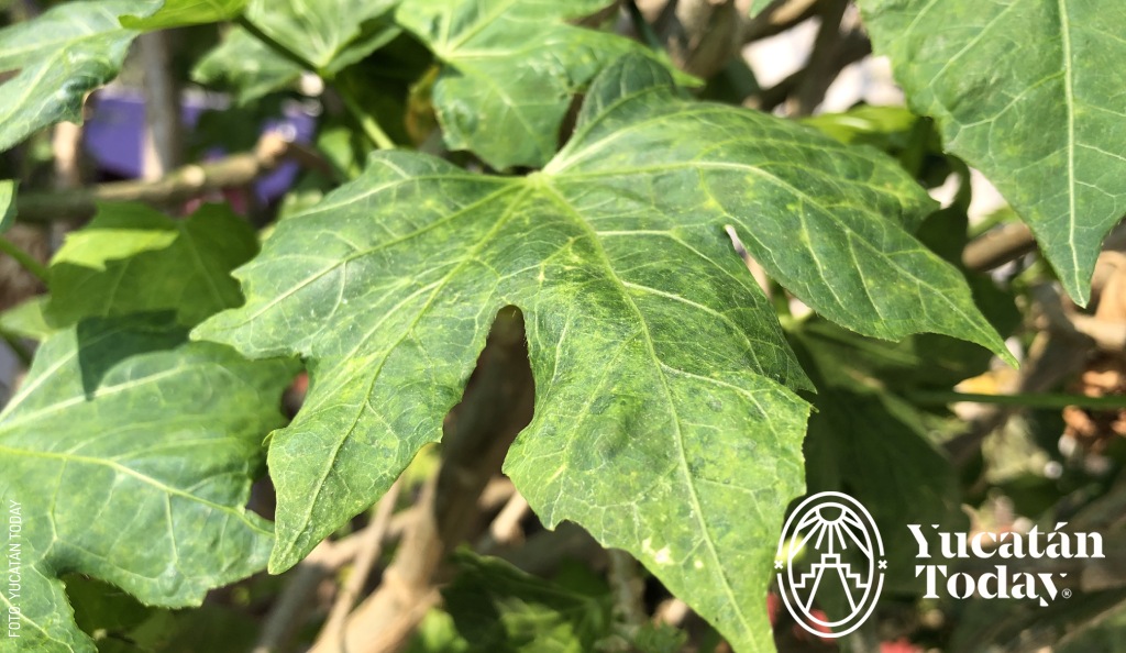 hoja de Chaya, medicina tradicional maya by Yucatan Today