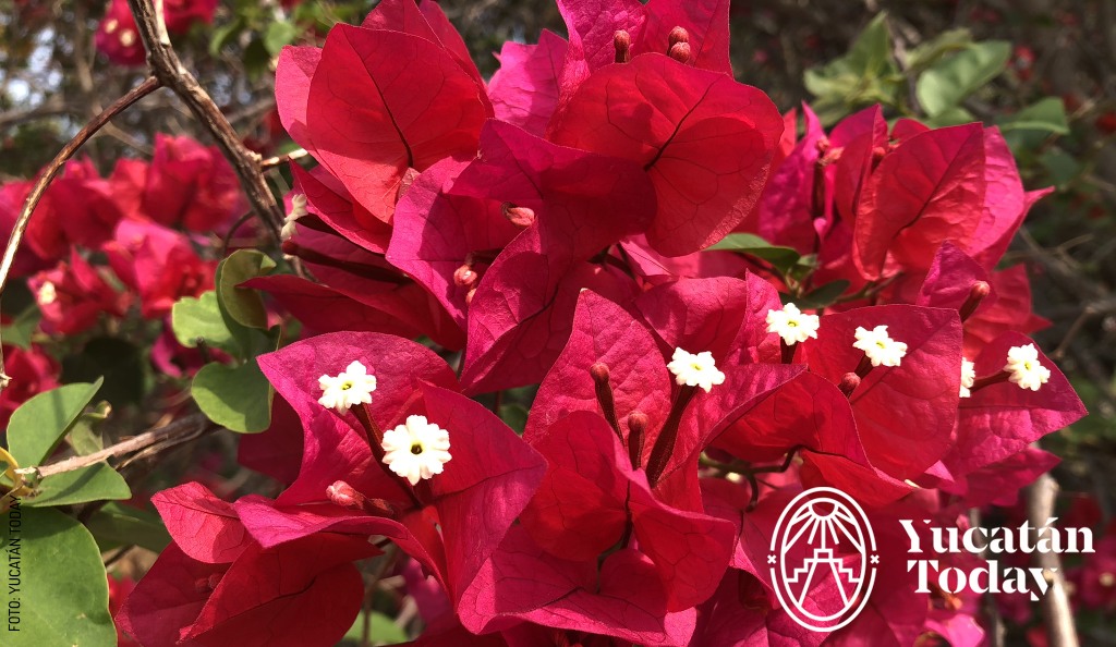 Bugambilia traditional maya medicine by Yucatan Today