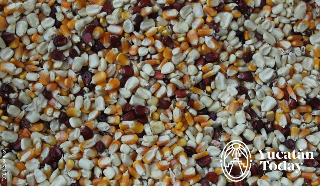 Maiz corn medicina tradicional maya Pronatura by Pronatura