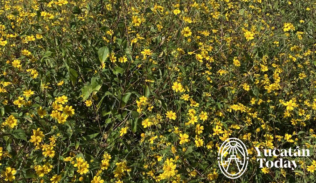 Yellow flowers, traditional maya medicine by Yucatán Today