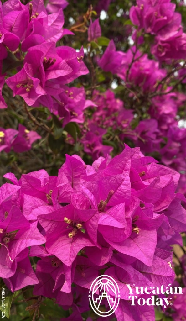 Bugambilias traditional maya medicine by Yucatan Today